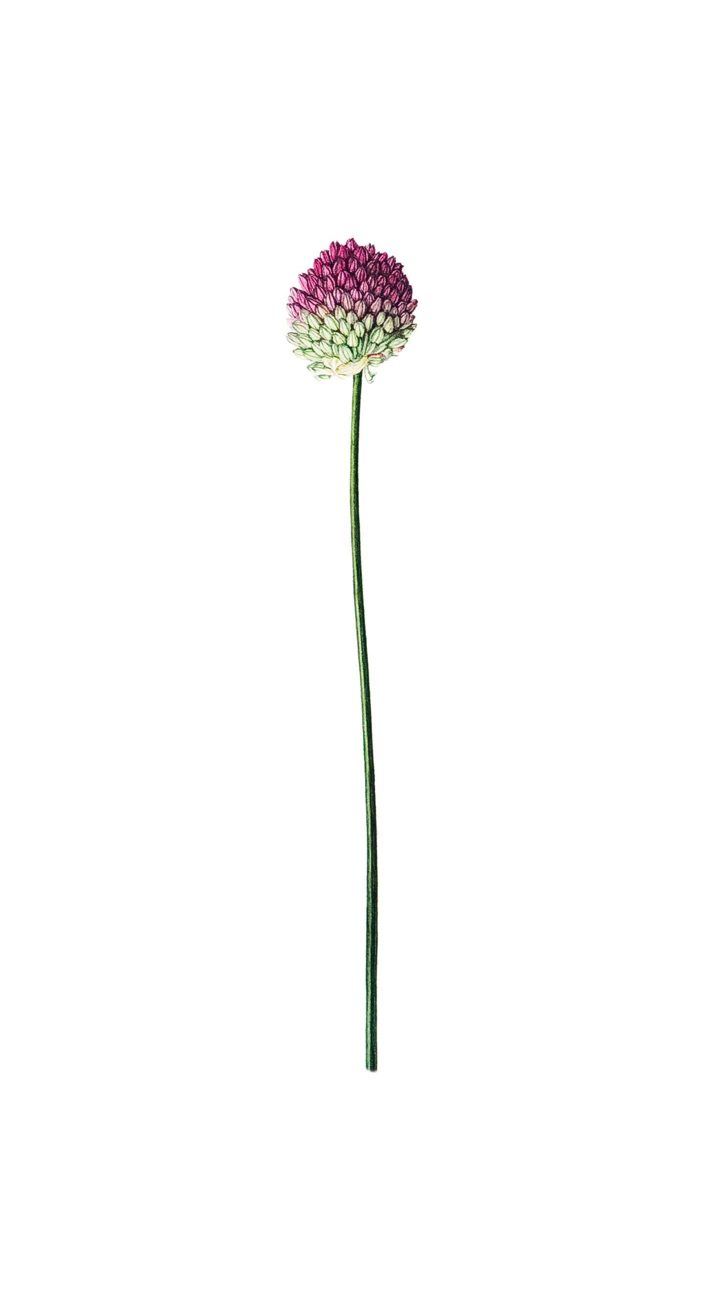 Allium limited edition fine art print