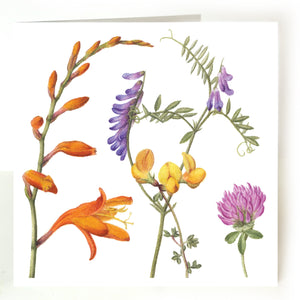 Atlantic Flora set of six greeting cards