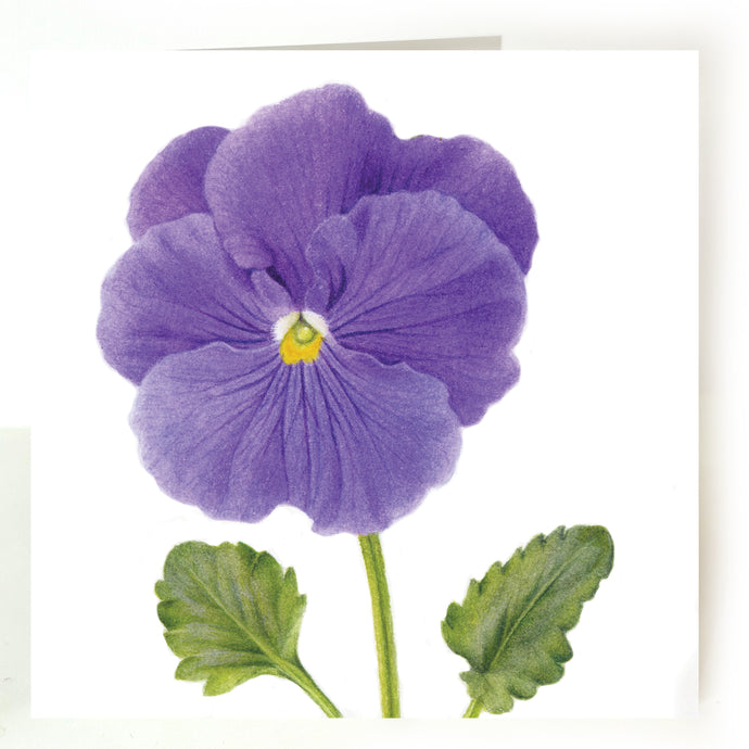 Blue Pansy card