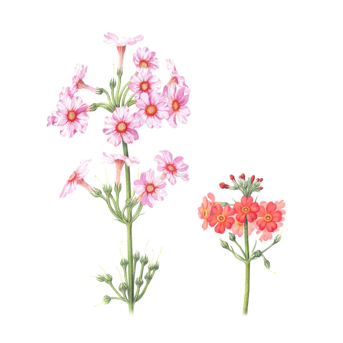 Candelabra primula - botanical art print