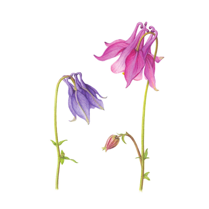 Pink & Blue Aquilegias - botanical art print