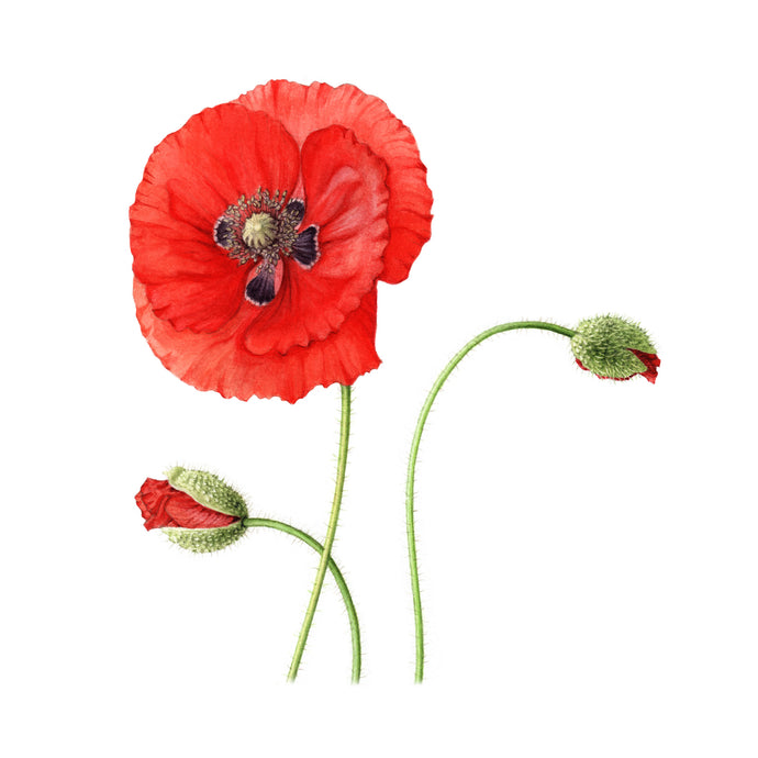 Poppy botanical art print