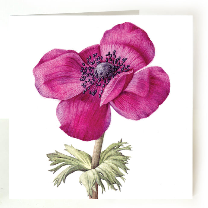 Purple Anemone card