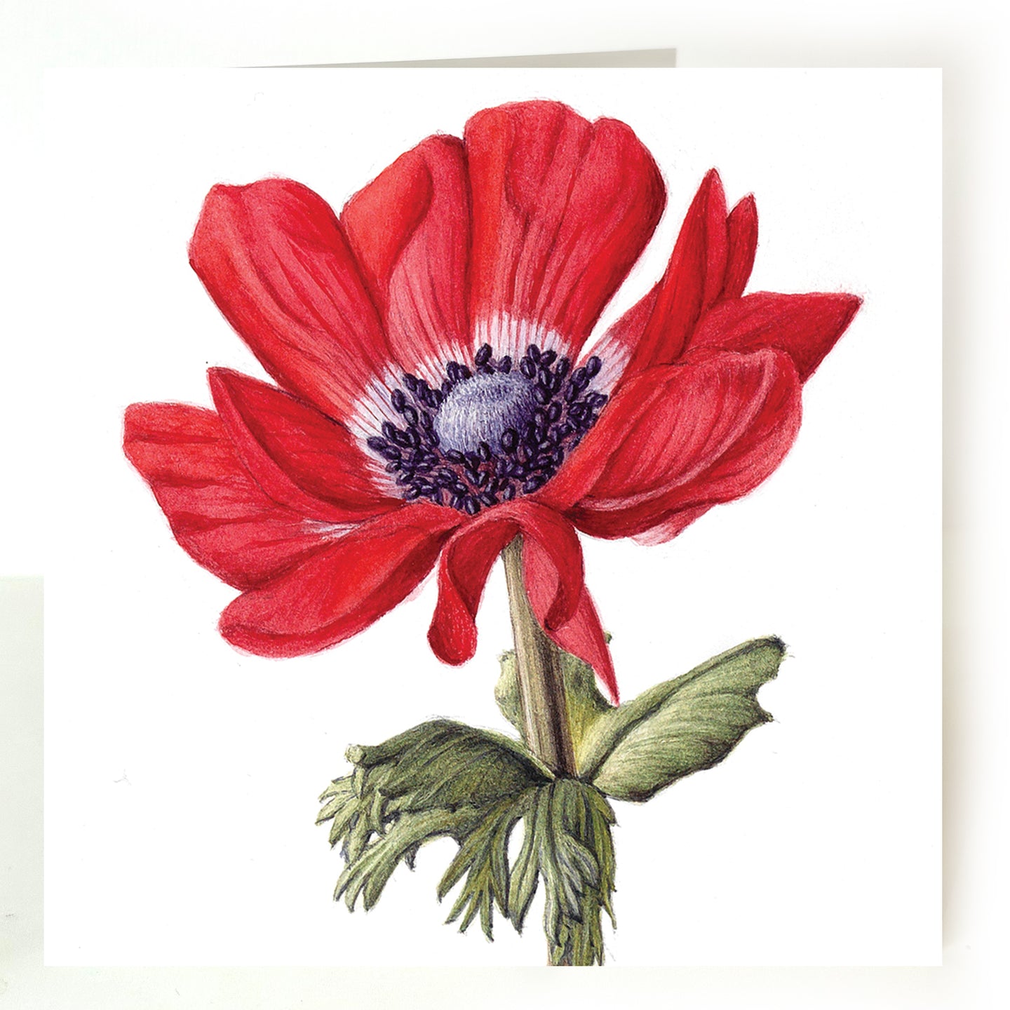 Red Anemone card