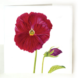 Red Pansy card