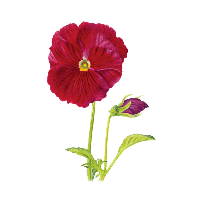 Red Pansy botanical art print