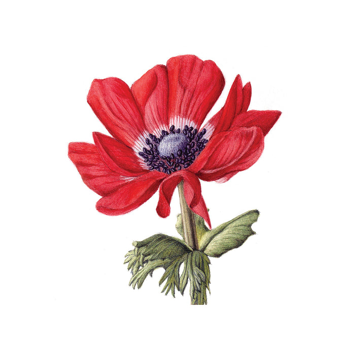 Red Anemone botanical art print
