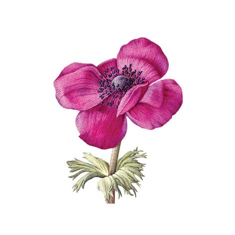 Anemone botanical art print