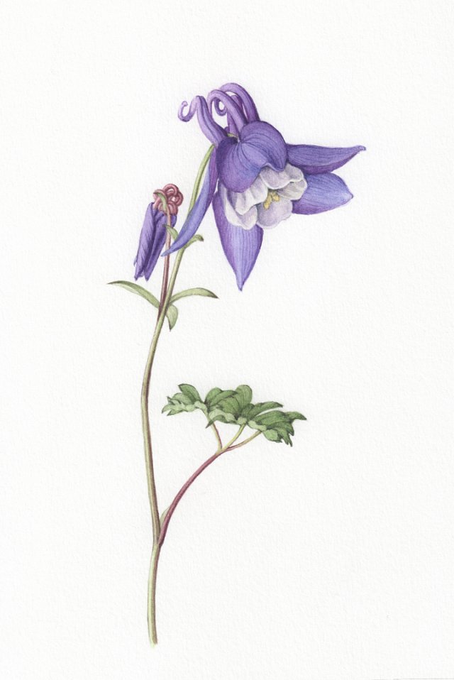 Aquilegia 'Spring Magic' botanical art print