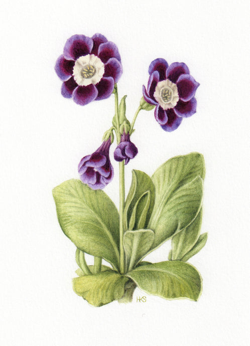 Primula auricula botanical art card
