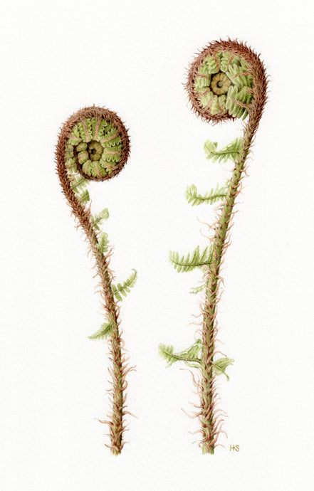 Coiled Ferns botanical art print
