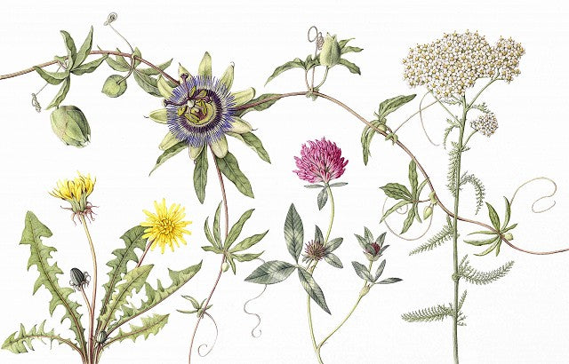 Herbs botanical art print