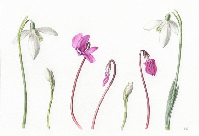 Cyclamens and Snowdrops botanical art print