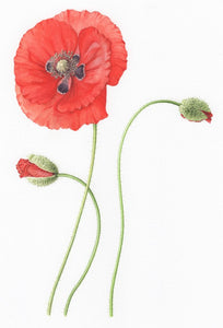 Field Poppy botanical art print