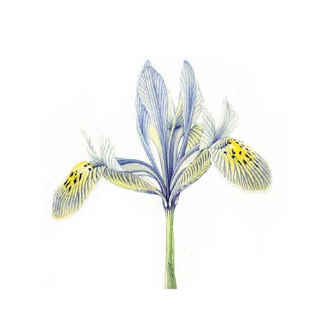 Iris botanical art print