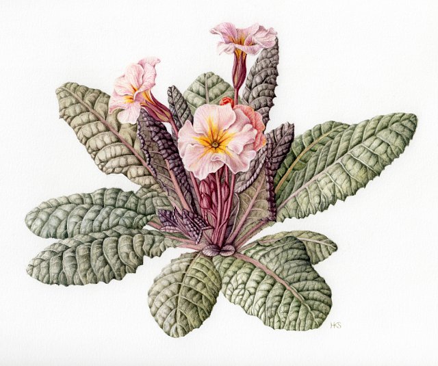 Primula 'Dunbeg' botanical art print